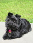 Photo Affenpinscher
