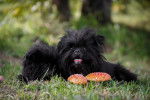 Un Affenpinscher allongé dans l'herbe devant des champignons