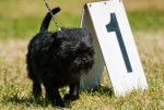 Un Affenpinscher durant une compétition