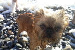 Photo Affenpinscher