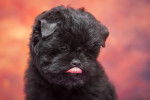 Un chiot Affenpinscher de face