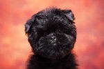 Séance photo d'un chiot Affenpinscher