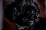Tête d'un Affenpinscher noir