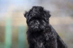 Un jeune Affenpinscher vu de face