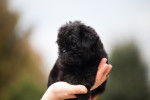 Un chiot Affenpinscher tenu dans une main