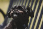 Un Affenpinscher vu de face