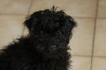 Un Affenpinscher noir