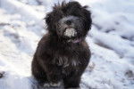 Un Affenpinscher assis dans la neige