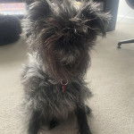 Un Affenpinscher assis sur un tapis et portant un collier autour du cou