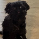 Un Affenpinscher assis sur un plancher et regardant vers la caméra