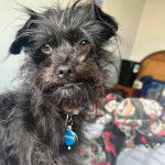 Un Affenpinscher portant un collier autour du cou et semblant détendu