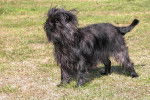 Un Affenpinscher sur un terrain herbeux