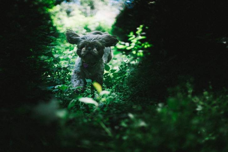 Un Affenpinscher qui court dans les bois