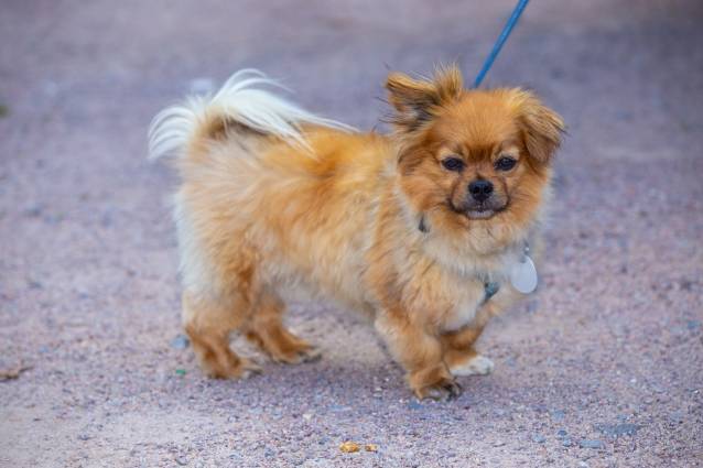 L'Affenpinscher