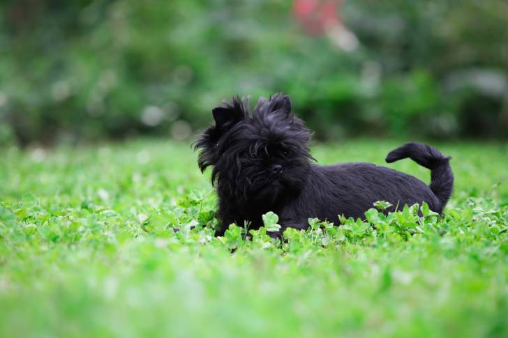 Un Affenpinscher allongé dans l'herbe