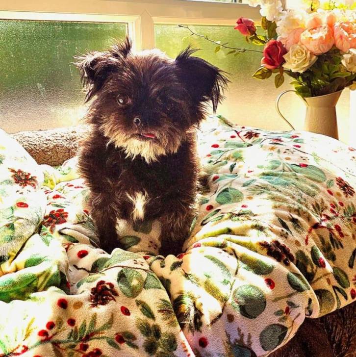 Un Affenpinscher sur un lit et regardant vers la caméra