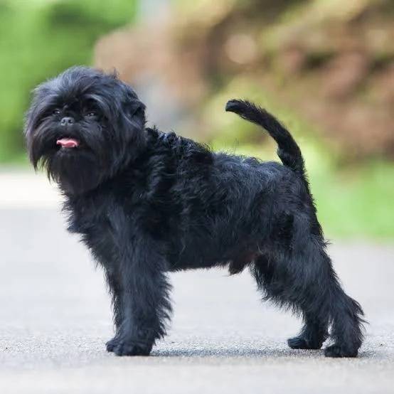 Un Affenpinscher sur une route et tirant la langue 