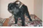 Femme Affenpinscher