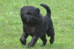 Un Affenpinscher noir marche dans un jardin
