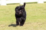 Un Affenpinscher qui court dans l'herbe