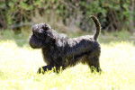 Un Affenpinscher pendant sa promenade