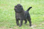 Un Affenpinscher en laisse