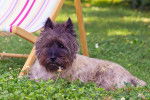 Un Affenpinscher allongé dans l'herbe