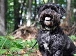 Un Affenpinscher assis dans les bois