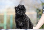 Un Affenpinscher en position assise
