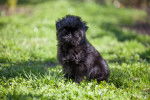 Un chiot Affenpinscher assis dans l'herbe