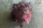 Un Affenpinscher assis sur une moquette et portant un foulard autour du cou