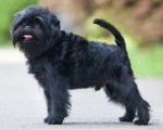 Un Affenpinscher sur une route et tirant la langue 