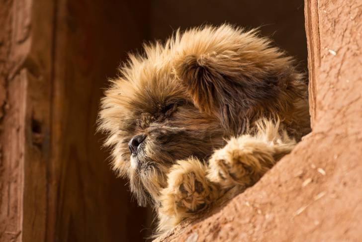Affenpinscher qui regarde par la fenêtre