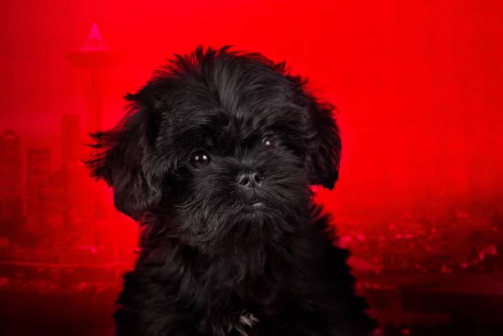 Séance photo d'un Affenpinscher 