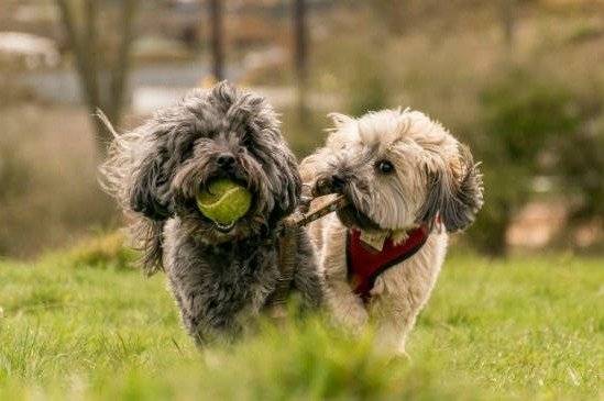 Deux Affenpinscher qui jouent dans un parc