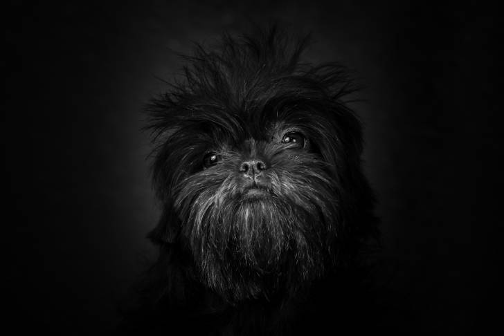 Un Affenpinscher vu de face