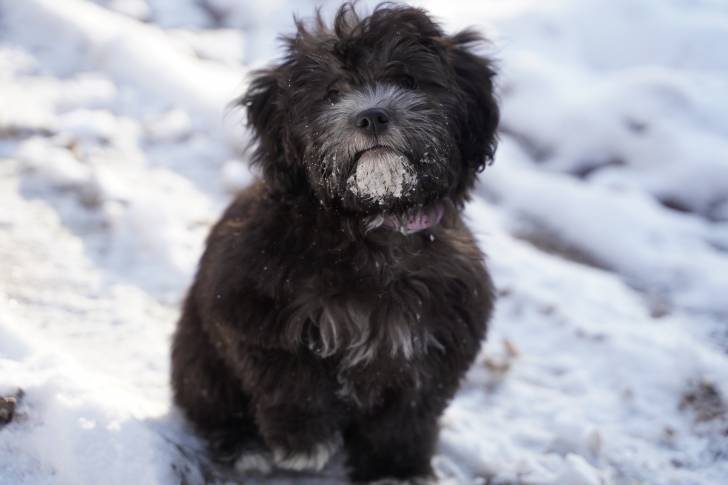 Un Affenpinscher assis dans la neige