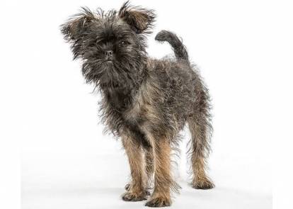 Affenpinscher