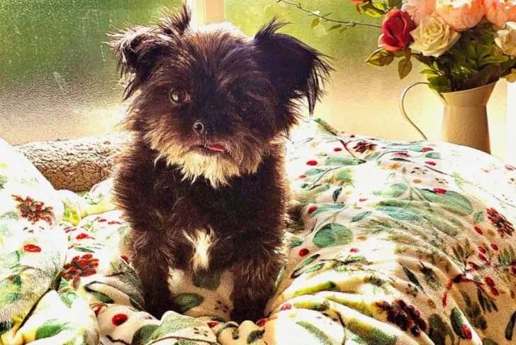 Un Affenpinscher sur un lit et regardant vers la caméra