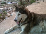 Bobby - Malamute d'Alaska Mâle (11 ans)