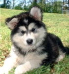 Star - Malamute d'Alaska (4 mois)