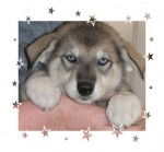 Elektra - Malamute d'Alaska (2 mois)