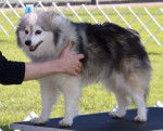 Clover - Malamute d'Alaska (1 an)