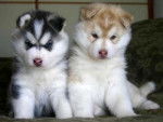 I love Huskys!!! - Malamute d'Alaska