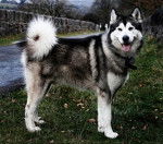 AMAROUK - Malamute d'Alaska Mâle (1 an)