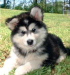 Rex - Malamute d'Alaska (3 mois)