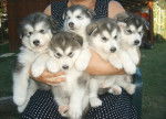 Smoke&Gena&Freedom&Kingdom&ShineBabyShine - Malamute d'Alaska Mâle (4 mois)