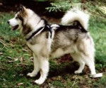 qsd - Malamute d'Alaska Mâle