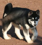 Joker - Malamute d'Alaska Mâle (2 ans)