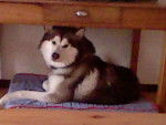ilucq - Malamute d'Alaska Mâle (4 ans)
